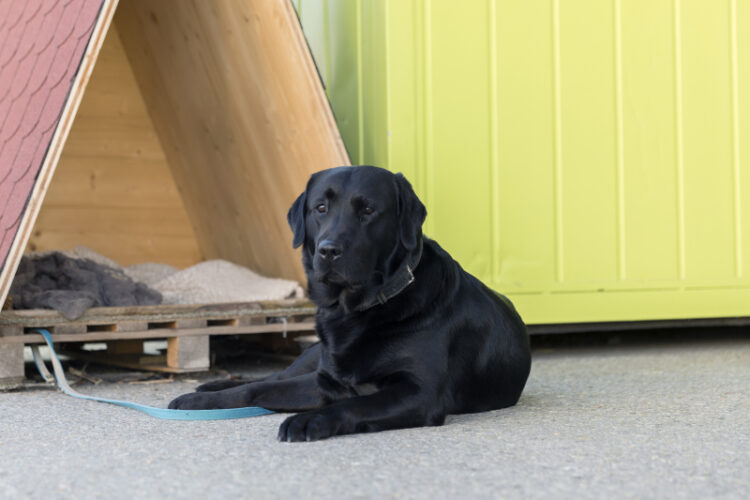 Hund liegt am Boden