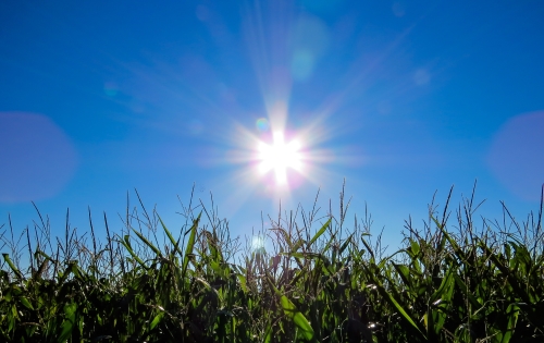 Sonne steht über einem Feld