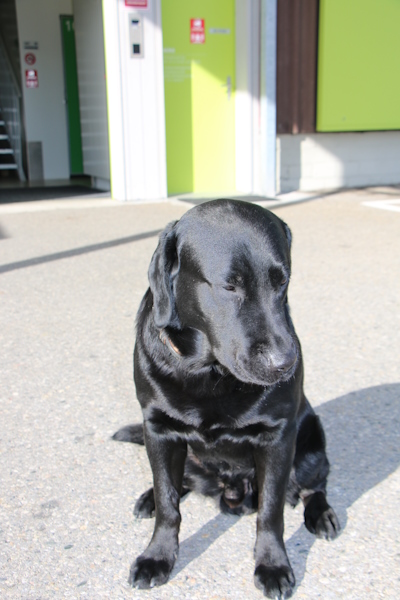 Hund sieht nach Links